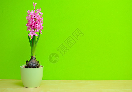 粉色Hyacinth植物花瓣季节花盆绿色叶子植物群灯泡图片