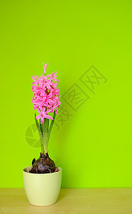 粉色Hyacinth植物群花盆植物绿色叶子花瓣季节灯泡图片