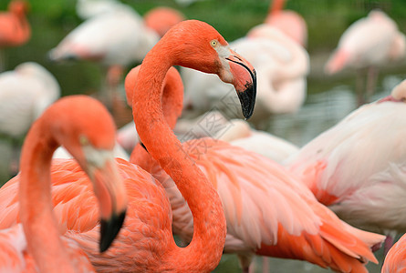 粉红火烈鸟红色池塘粉色羽毛动物园脖子荒野翅科粉红色野生动物图片