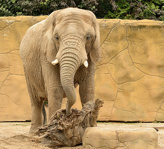 大象动物荒野动物园野生动物食草獠牙哺乳动物图片