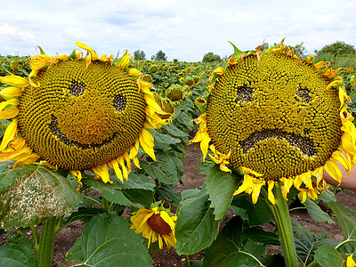 向日向微笑情绪漫画困惑向日葵场地宏观幸福黄色快乐图片