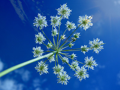 美丽的热带鲜花季节性天空植物群季节蓝色阳光太阳天气图片