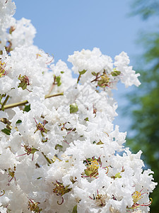 白拉热热血花枝条植物季节植物群花园生长植物学树枝树干花粉图片