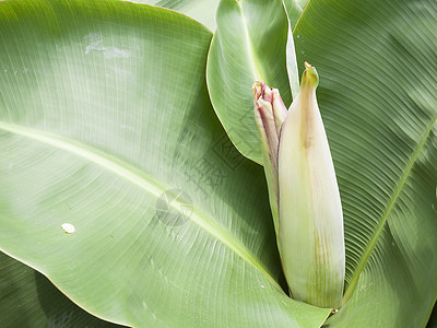 矮人种的香蕉植物群种植园叶子水果食物绿色农业收成生长植物图片