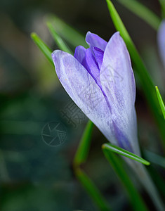 鳄花花花朵花园季节性植物藏红花紫色蓝色绿色红花图片