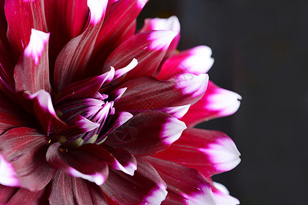 达利亚花朵钥匙菊花黑色红色花瓣植物紫色宏观白色图片