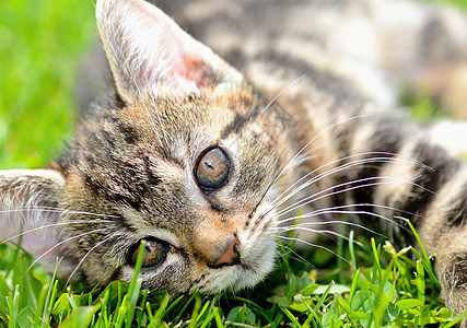 猫头眼睛鼻子小猫动物绿色哺乳动物宠物头发猫咪灰色图片