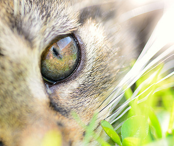 猫眼动物猫咪宏观头发猫科动物毛皮灰色哺乳动物宠物小猫图片