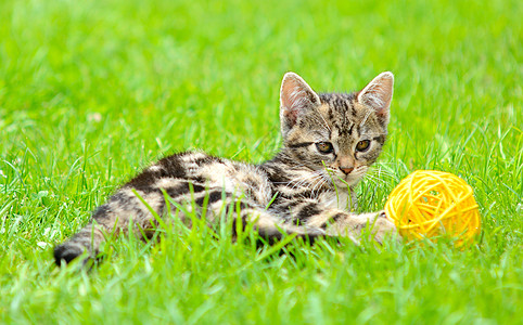 玩猫猫游戏条纹动物灰色虎斑猫咪花园线索黄色宠物猫科图片