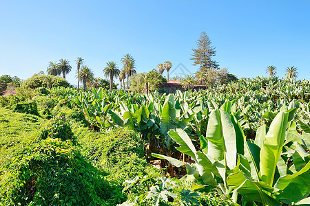 香蕉种植园农场农业植物生长香蕉水果气候种植园团体花园图片