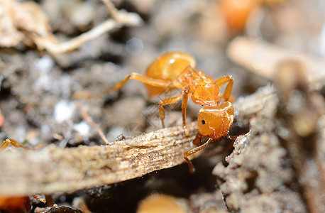 黄蚂蚁宏观害虫团队工作昆虫动物野生动物团体工人森林图片