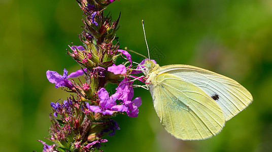 蔬菜白蝴蝶菜菜背景青虫动物紫色白色昆虫植物群花园翅膀图片