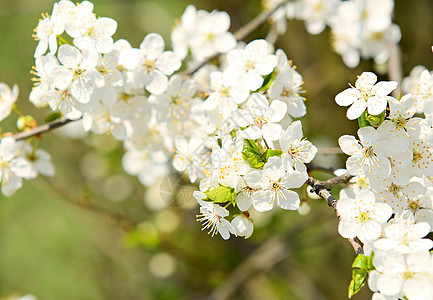 樱花花花园樱花白色季节花瓣图片