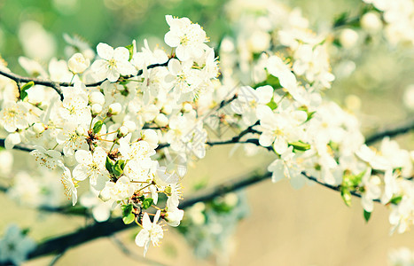 樱花花花瓣季节白色花园樱花图片