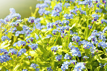 忘记我 不要忘记我季节肌炎蓝色植物群花朵宏观花瓣绿色花园植物图片