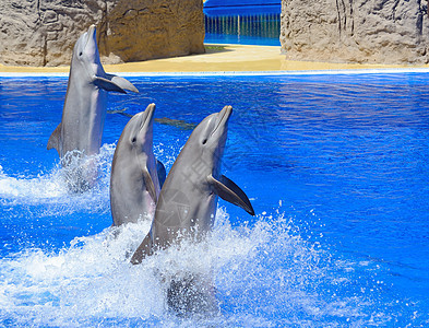 海豚秀动物荒野乐趣蓝色展示水池哺乳动物水族馆娱乐野生动物图片