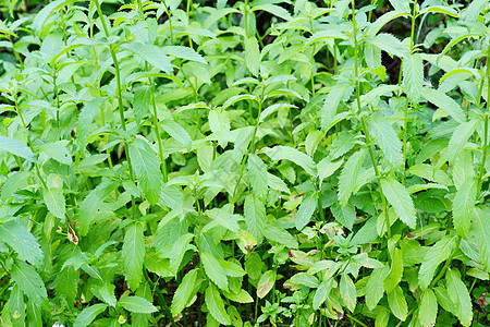 聚粉工厂食物叶子药品绿色植物草本香料草本植物芳香花园图片