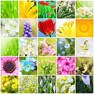 春季自然拼贴图黄色季节收藏白色植物群花园红色绿色季节性花朵图片