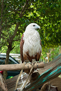 猎鹰站在树桩上打猎生活野生动物绿色羽毛猎人森林动物场地捕食者图片