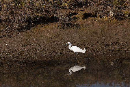 大食鸟 阿迪亚阿尔巴动物绿色环境羽毛池塘脖子沼泽香蒲湿地白色图片