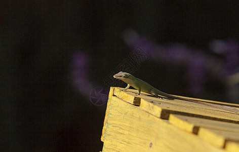 绿阿诺尔 阿诺利斯卡伦森 蜥蜴变色龙图片
