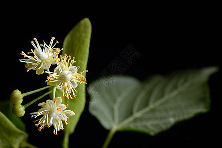 柳树的花朵植物叶子药品花瓣植物群边界球座荒野香气图片