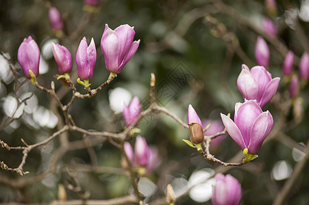 粉红木兰花花玉兰叶子花瓣植物紫色季节公园环境植物学花园图片