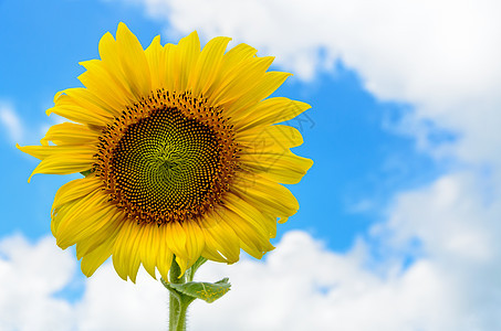 向日葵或天空背景上的海莲图斯 Annuus活力植物群叶子花瓣黄色蓝色植物生长太阳白色图片