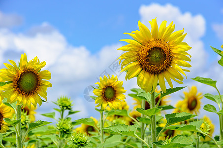 向日葵或天空背景上的海莲图斯 Annuus草地生长黄色花瓣活力白色农业绿色农场场地图片