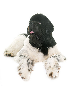 黑白新大陆狗宠物工作室黑色救援山狗动物白色图片