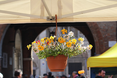 用Ferrara大教堂背景的鲜花特写图片