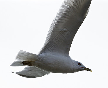 飞行中平静海鸥的美丽孤立照片背景图片