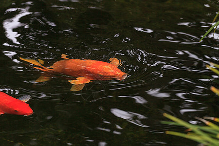 科伊鱼鲤鱼池塘花园三色锦鲤池图片