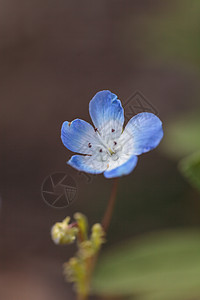 蓝尼莫菲拉 蓝眼睛宝宝花朵绿色花园花瓣植物园艺背景生长婴儿图片