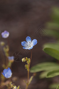 蓝尼莫菲拉 蓝眼睛宝宝花朵植物绿色花园婴儿花瓣生长背景园艺图片