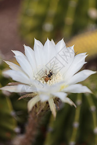 蜂蜜蜜蜂 阿比斯梅里费拉 收集花粉植物农业眼眶绿色昆虫解雇花园膜蜂养蜂业农场图片