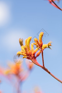 黄色 橙色和红色花橙子生长袋鼠植物荔枝园艺爪子花园花瓣背景图片