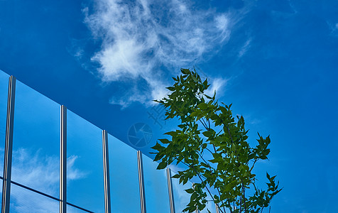 透明卡盘植物安全衬套生态蓝色玻璃天空塑料屏幕邮政图片