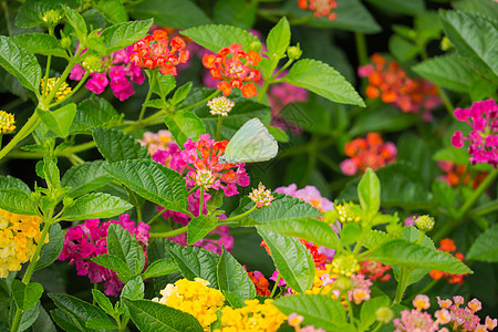 花上蝴蝶花瓣翅膀漏洞花园橙子黑色君主白色吸引力黄色图片