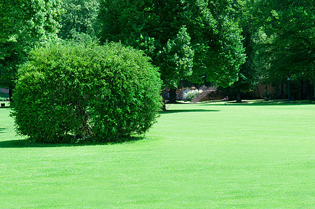 拥有美丽绿草地的夏季公园季节木头绿地花园国家园林绿化植物风景园艺图片