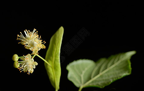 柳树的花朵叶子植物植物群边界药品荒野花瓣香气球座图片