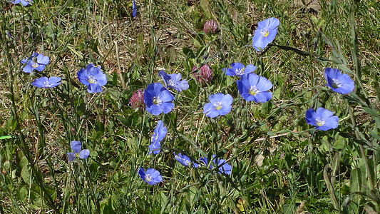 流着鲜花的蓝色野生花朵和三叶图片
