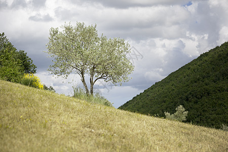 年轻的橄榄树场地黄色农业乡村农村季节树林天气爬坡树叶图片