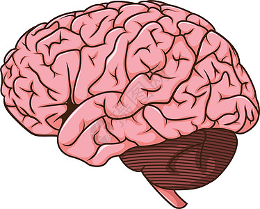 人脑漫画绘画解剖学器官智力头脑夹子插图沉思艺术专注图片