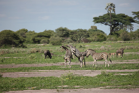 非洲热带草原野生动物照片 博茨瓦纳白色马赛家庭黑色哺乳动物毛皮公园大草原条纹荒野图片