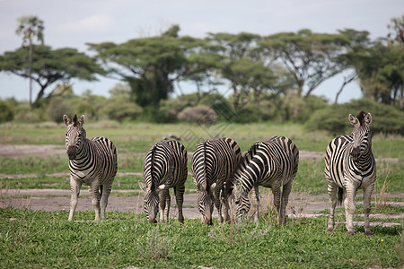 非洲热带草原野生动物照片 博茨瓦纳公园哺乳动物毛皮团体地标黑色家庭白色马拉马赛图片
