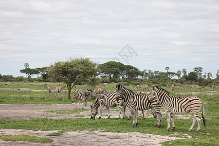 非洲热带草原野生动物照片 博茨瓦纳大草原国家白色毛皮黑色家庭哺乳动物团体条纹马拉图片