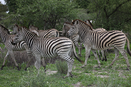 非洲热带草原野生动物照片 博茨瓦纳团体毛皮条纹荒野大草原哺乳动物白色马赛公园黑色图片