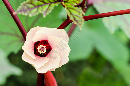 牙买加索瑞尔花花叶子花瓣场地热带木槿花粉树叶药品植物植物群图片