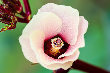 牙买加苏雷尔或希比库斯萨达里夫花朵心皮芙蓉花瓣宏观树叶场地木槿药品花粉植物图片